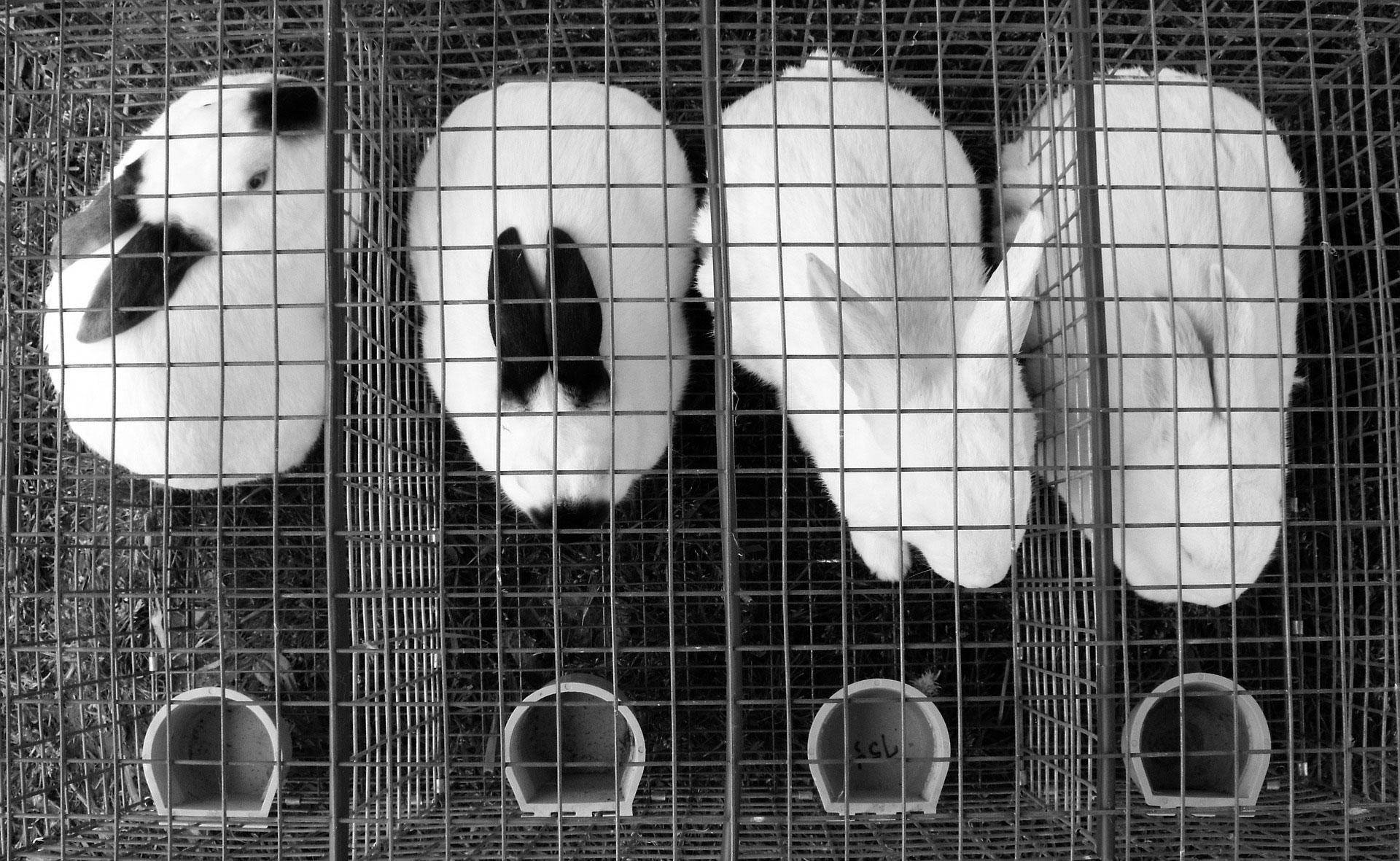 sofferenza animale Foto sofferenza animale