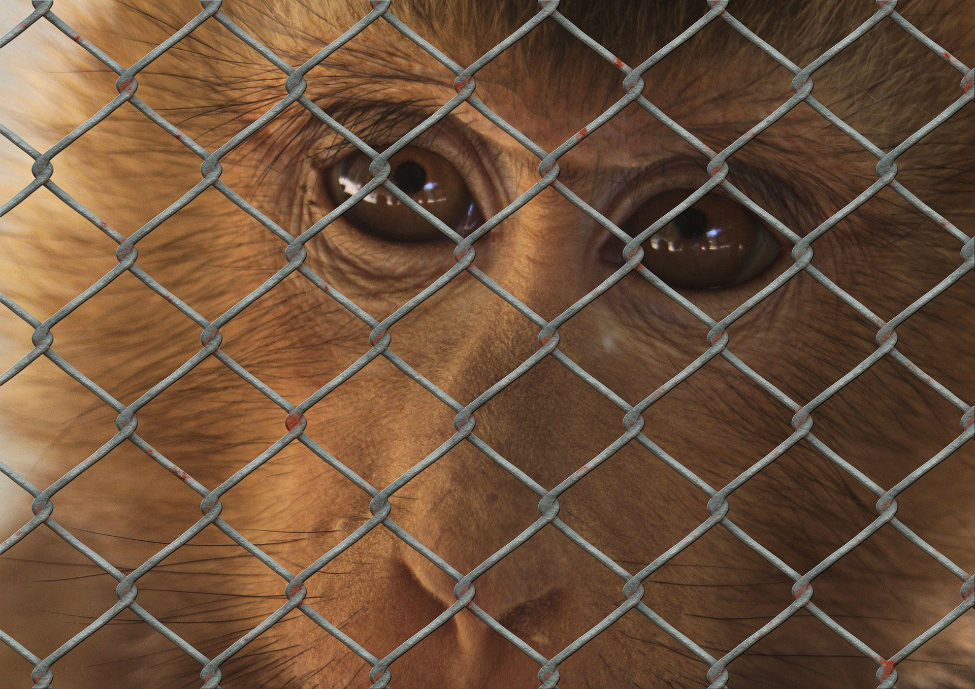 sofferenza animale Foto sofferenza animale