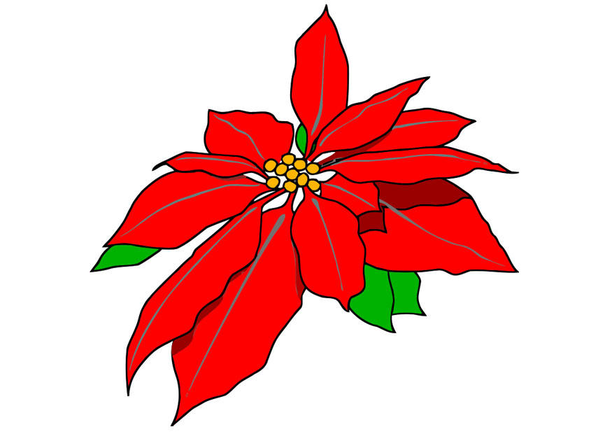 stella di natale immagine stella di natale
