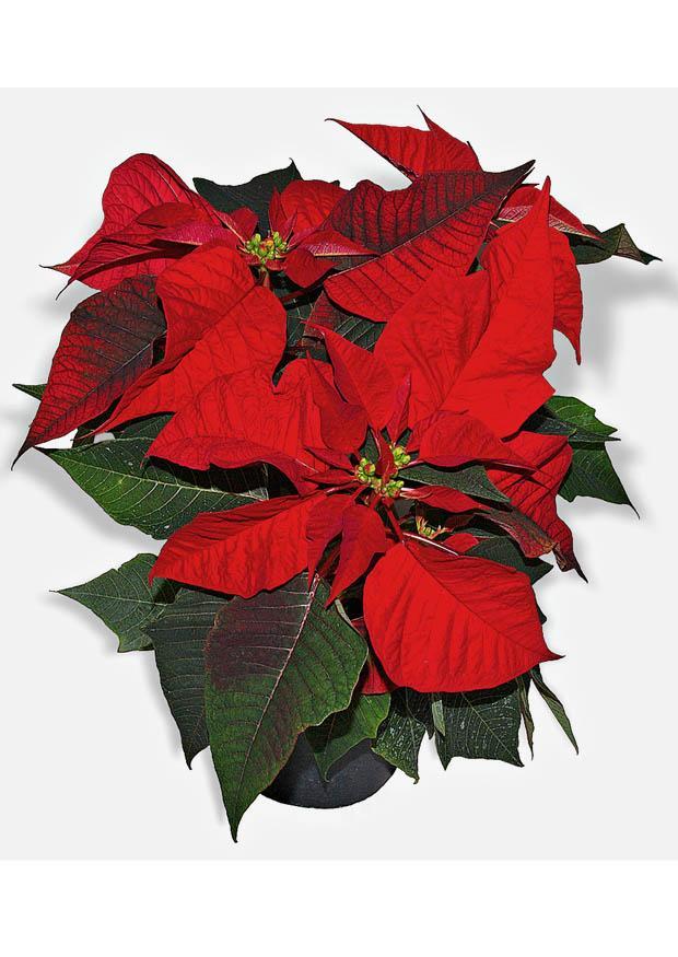 stella di natale Foto stella di natale