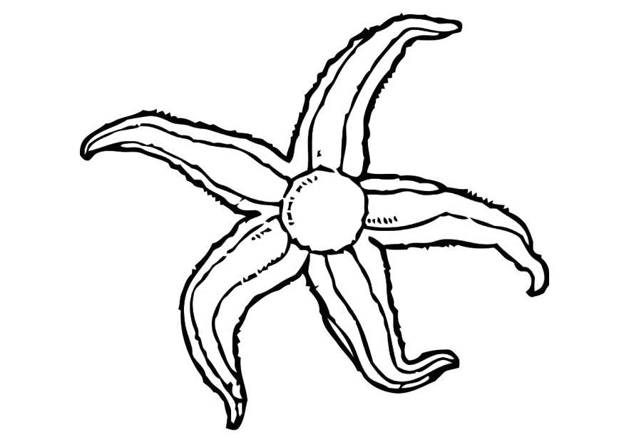 stella marina Disegno da colorare stella marina