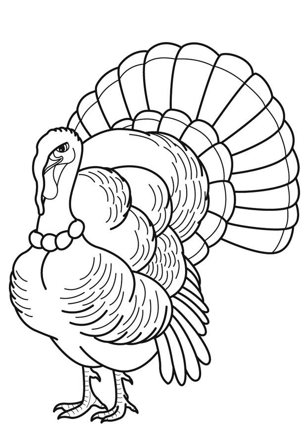tacchino Disegno da colorare tacchino
