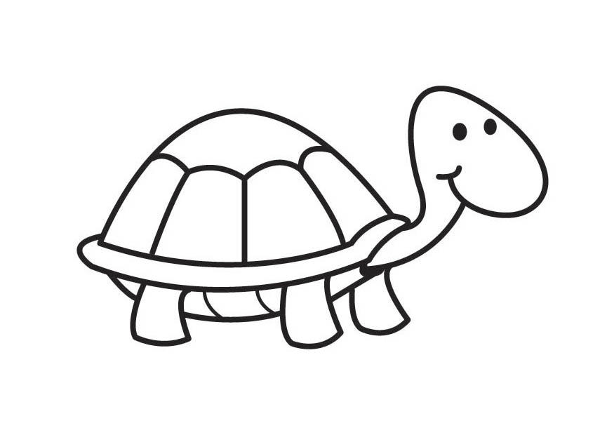 tartaruga Disegno da colorare tartaruga