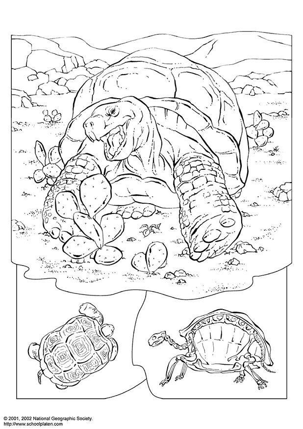 tartaruga Disegno da colorare tartaruga