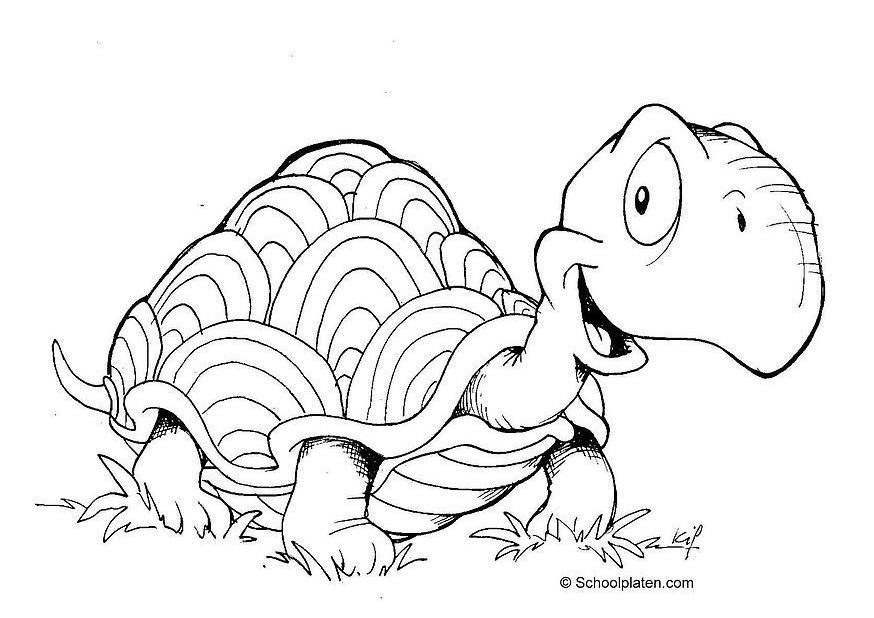 tartaruga Disegno da colorare tartaruga
