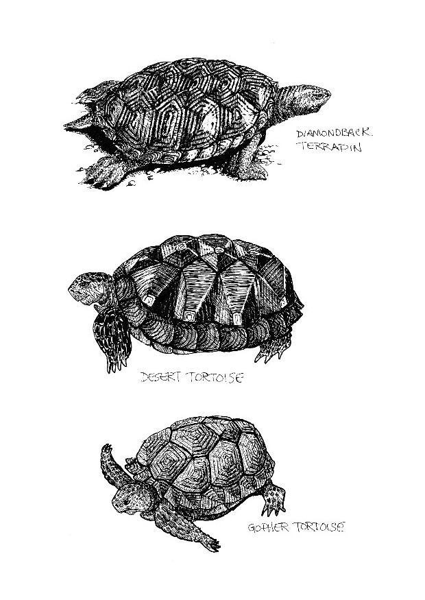 tartarughe Disegno da colorare tartarughe