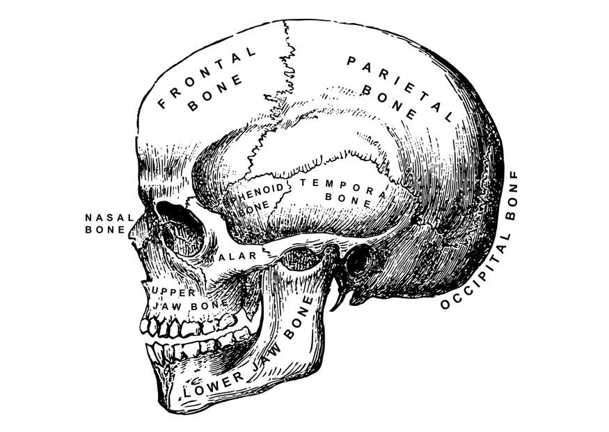 teschio Disegno da colorare teschio