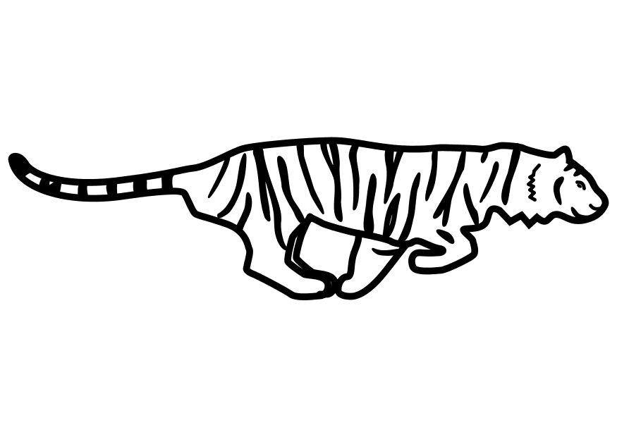 tigre che cammina Disegno da colorare tigre che cammina