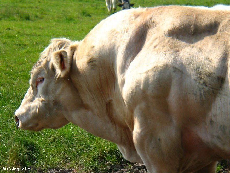 toro Foto toro