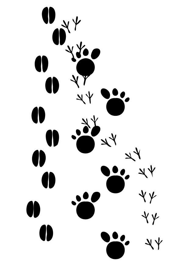 Disegno da colorare tracce animali