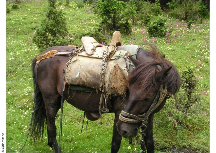 trekking a cavallo Foto trekking a cavallo
