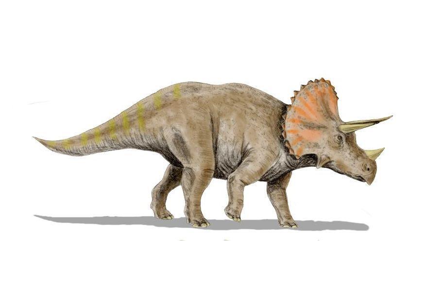 triceratops immagine triceratops