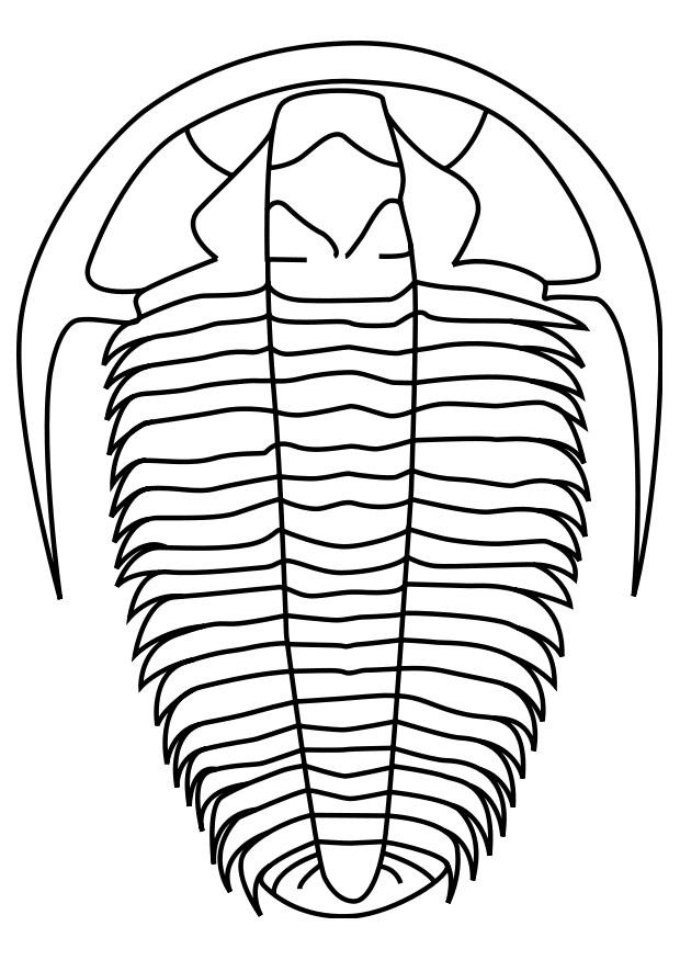 trilobite Disegno da colorare trilobite