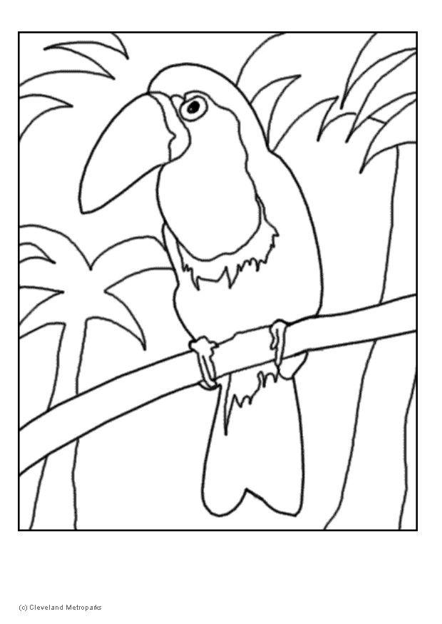 tucano Disegno da colorare tucano