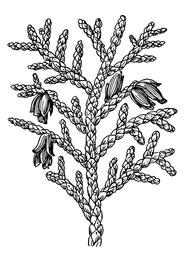 tuia Disegno da colorare tuia