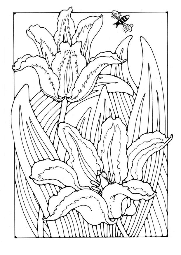 tulipani Disegno da colorare tulipani