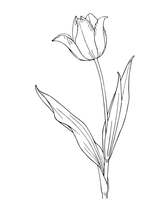 tulipano Disegno da colorare tulipano