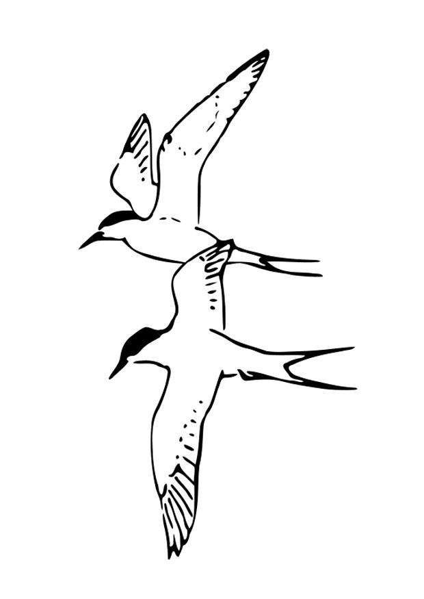 uccelli Disegno da colorare uccelli