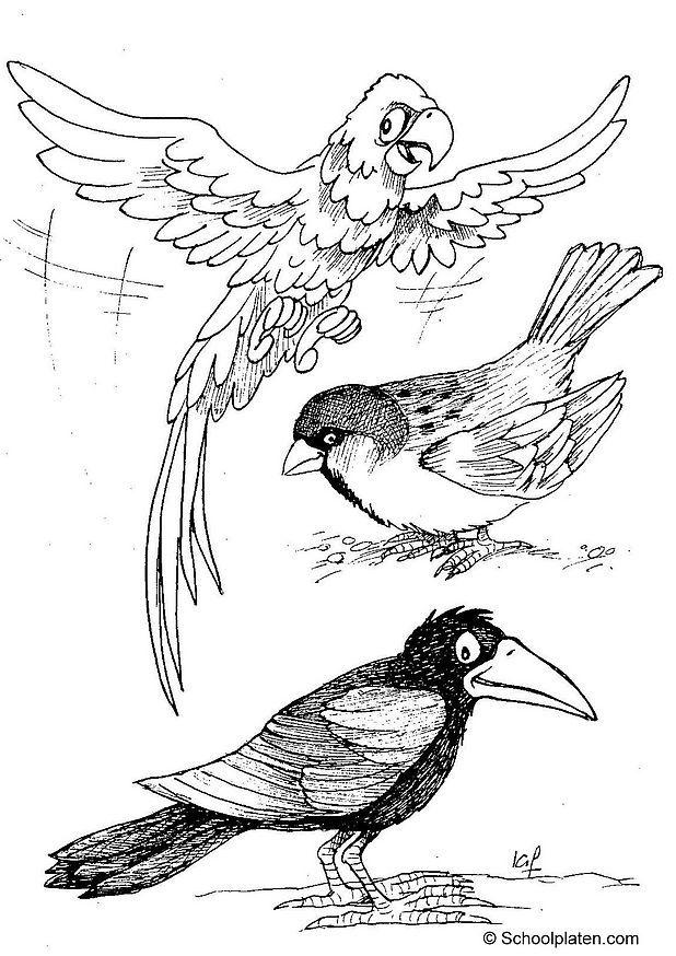 uccelli Disegno da colorare uccelli