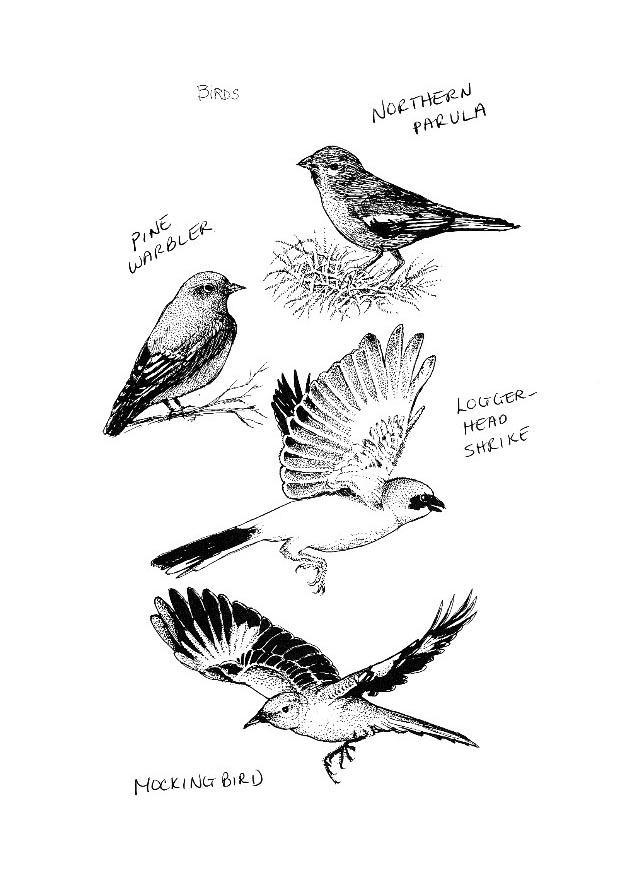 uccelli Disegno da colorare uccelli