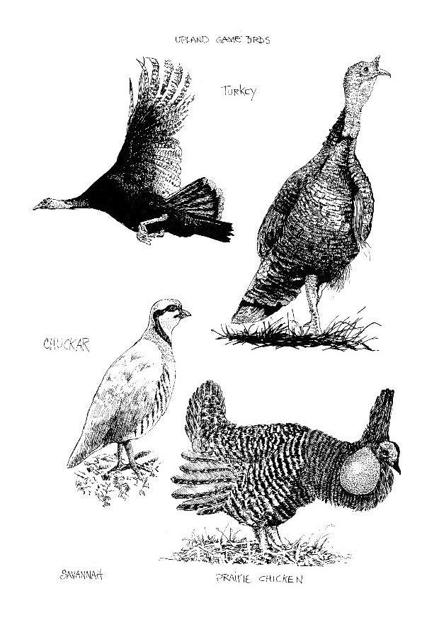 uccelli Disegno da colorare uccelli