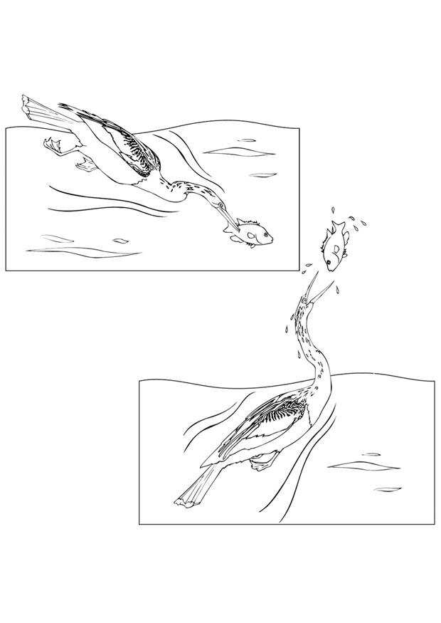 uccelli a caccia di pesci Disegno da colorare uccelli a caccia di pesci