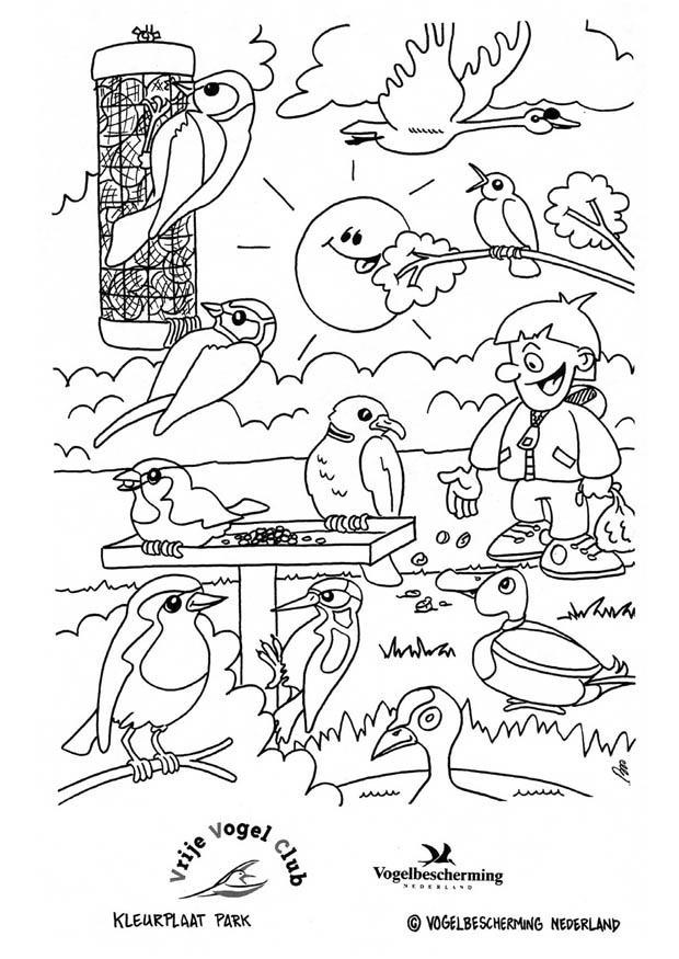 uccelli al parco Disegno da colorare uccelli al parco