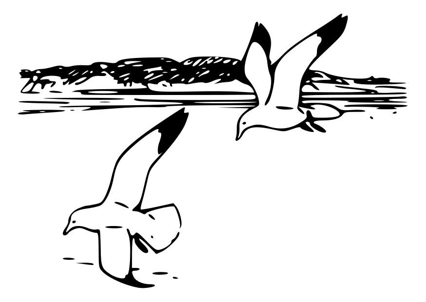 uccelli - gabbiani argentari Disegno da colorare uccelli - gabbiani argentari