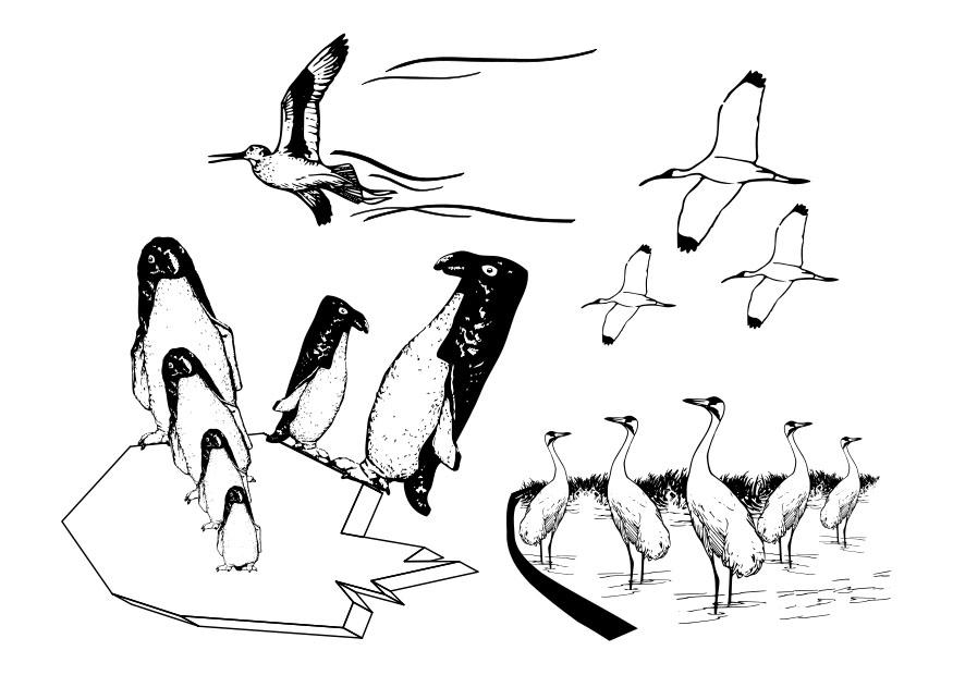 uccelli marini Disegno da colorare uccelli marini