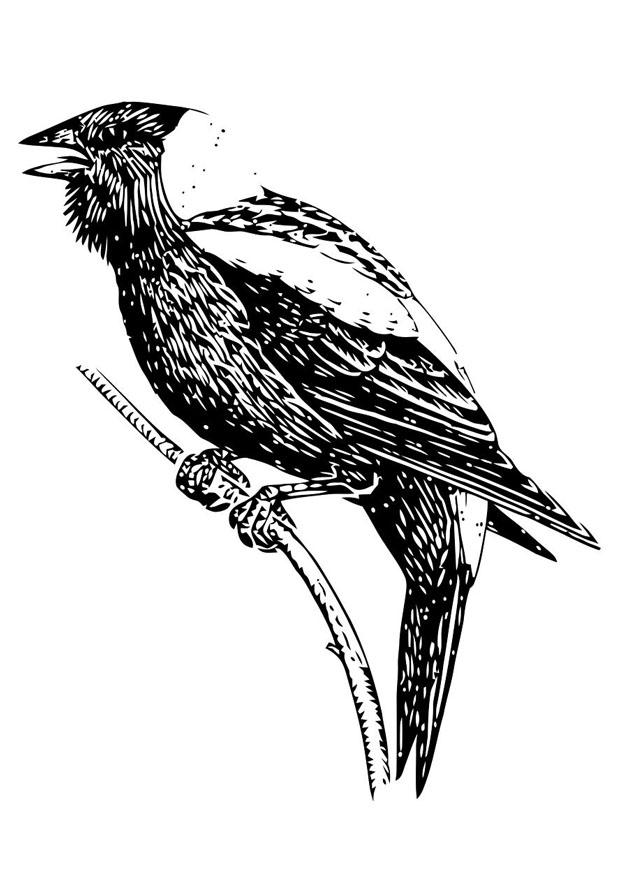 uccello Disegno da colorare uccello
