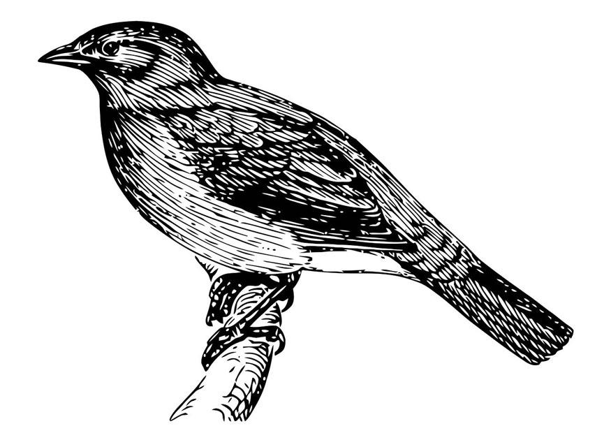 uccello Disegno da colorare uccello