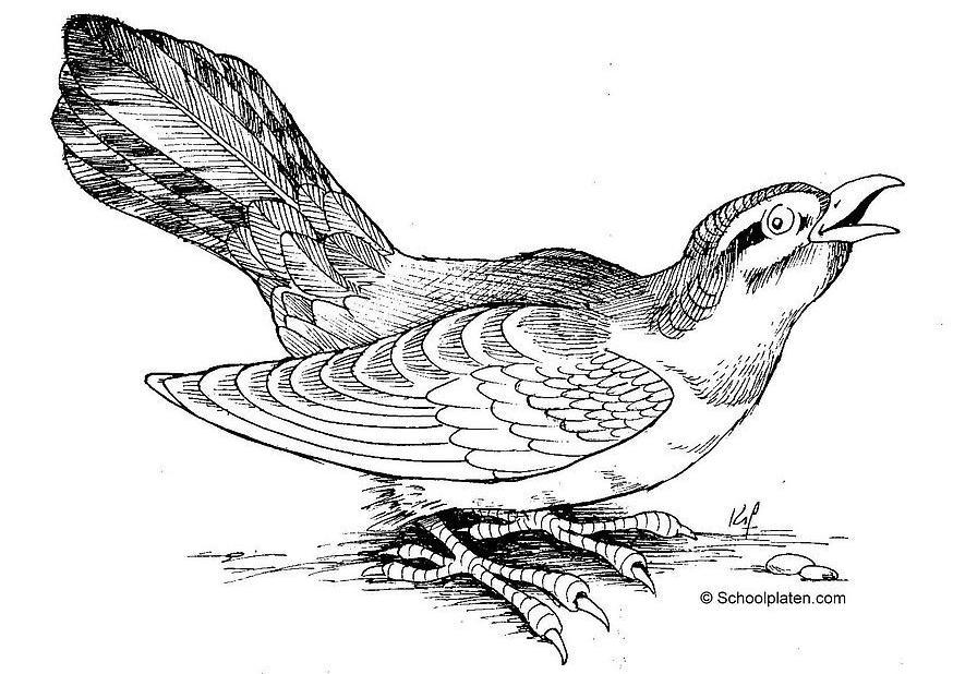uccello Disegno da colorare uccello