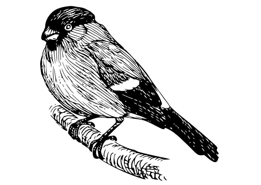 uccello - ciuffolotto Disegno da colorare uccello - ciuffolotto