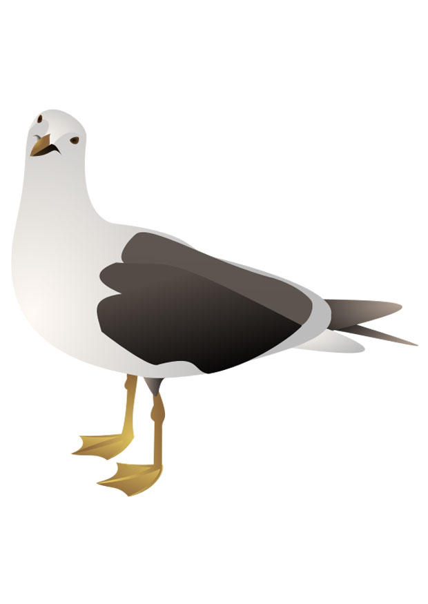 uccello - gabbiano immagine uccello - gabbiano