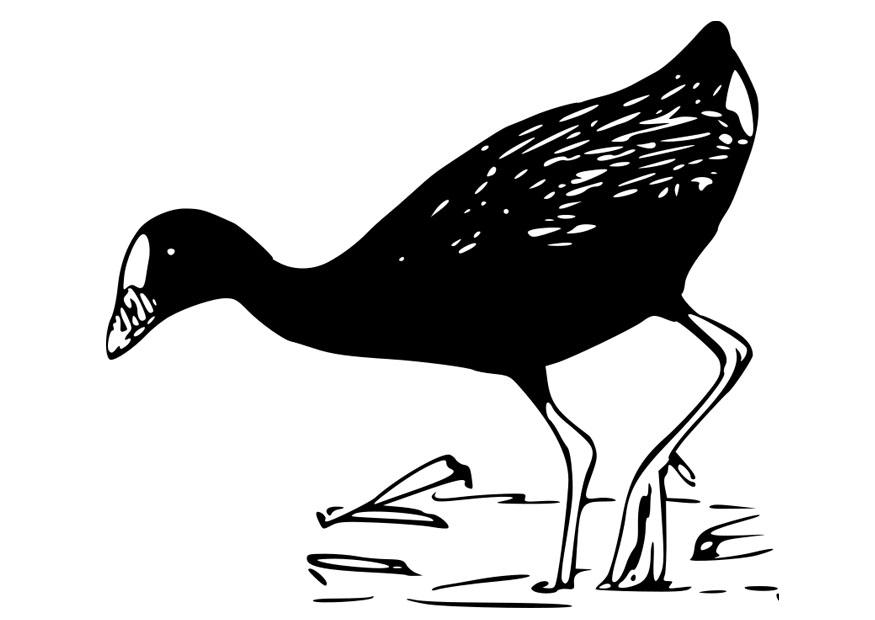 uccello - gallinella porpora Disegno da colorare uccello - gallinella porpora