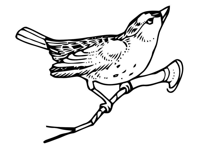 uccello su un rametto Disegno da colorare uccello su un rametto