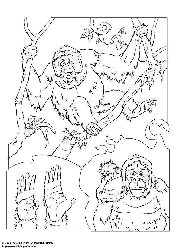 urangotango Disegno da colorare urangotango
