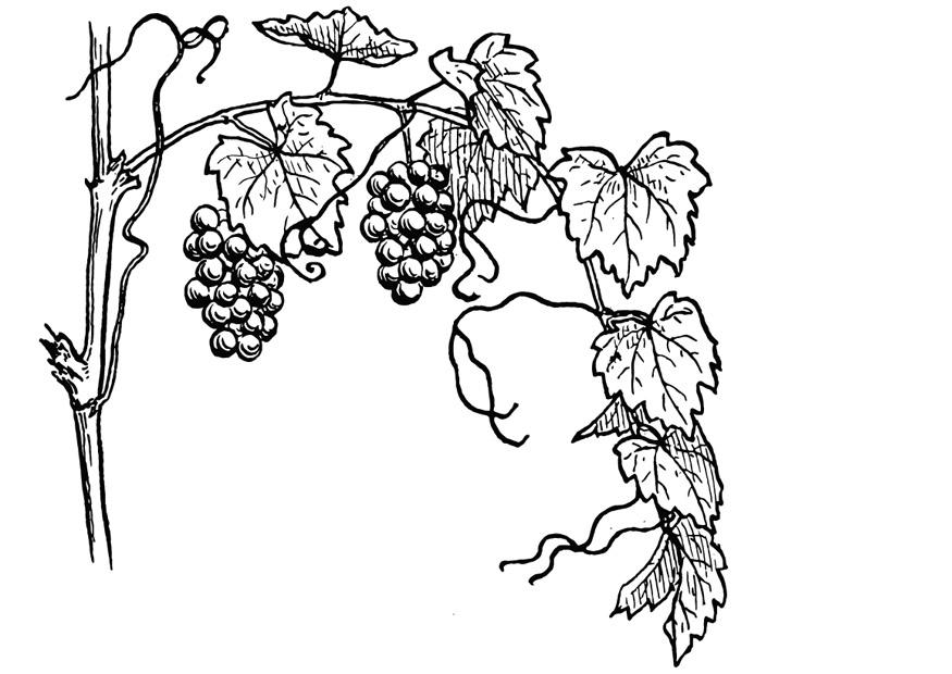 vigna Disegno da colorare vigna