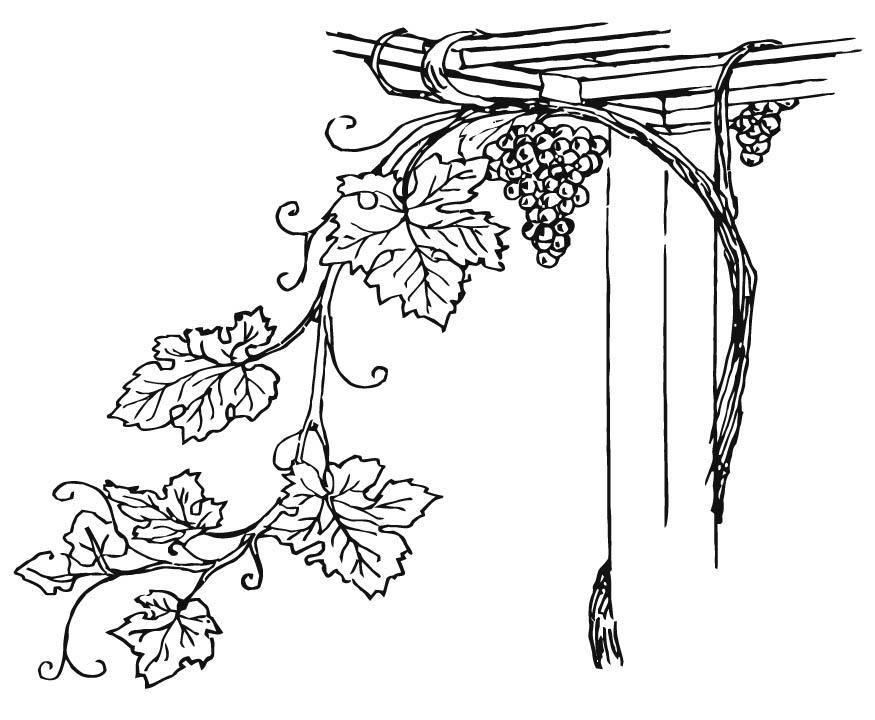 vigneto Disegno da colorare vigneto