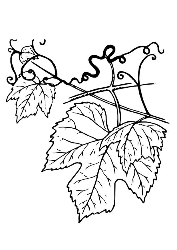 vite Disegno da colorare vite