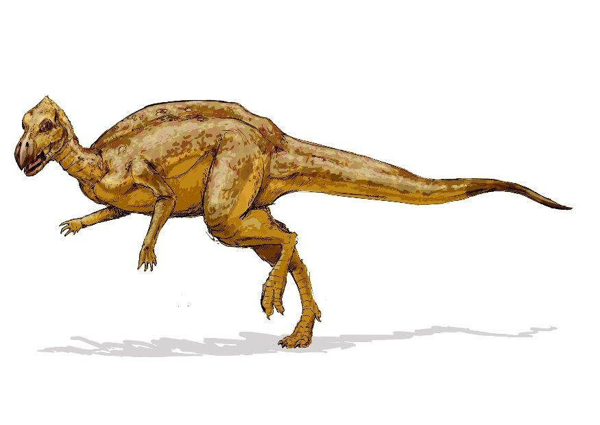 zalmoxes immagine zalmoxes