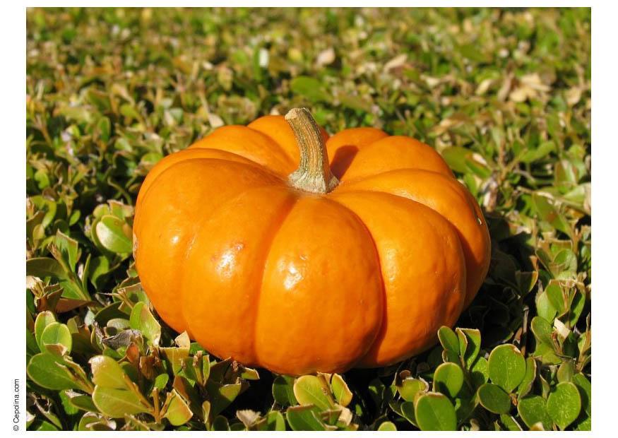 zucca Foto zucca