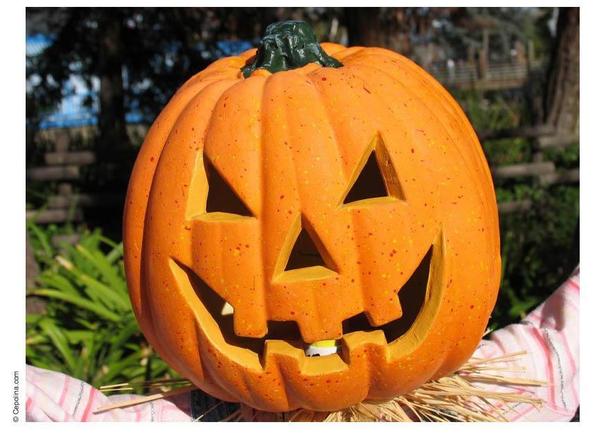 Foto zucca