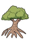 immagini albero