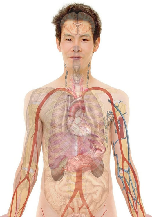 immagine anatomia