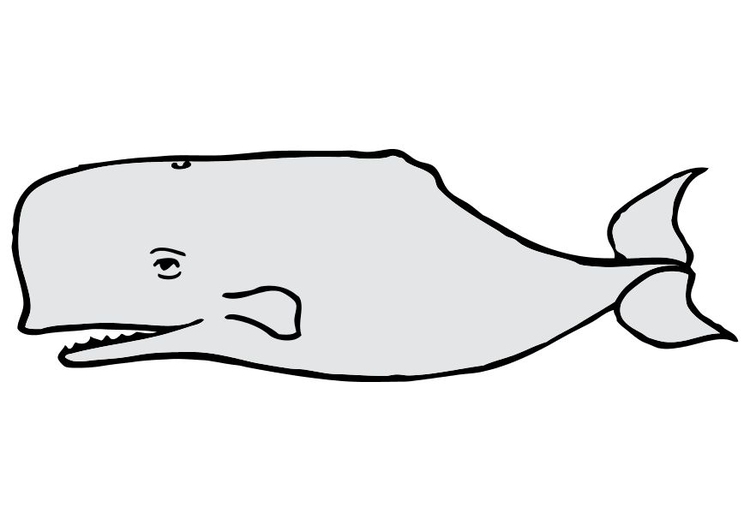 immagine balena