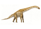 immagine Brachiosauro