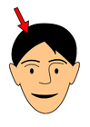 capelli