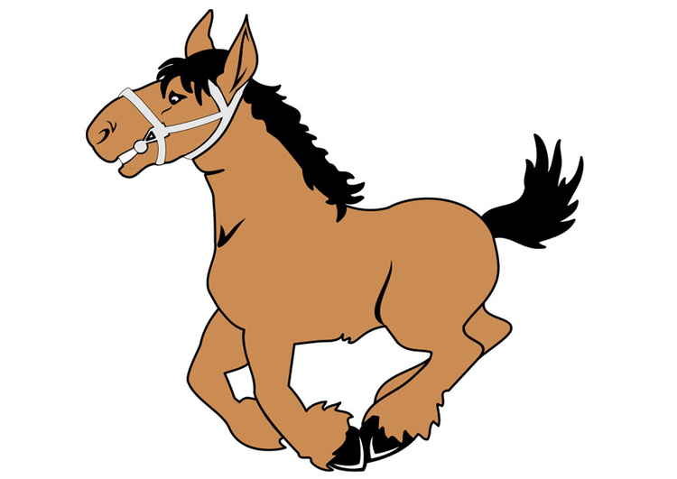 immagine cavallo