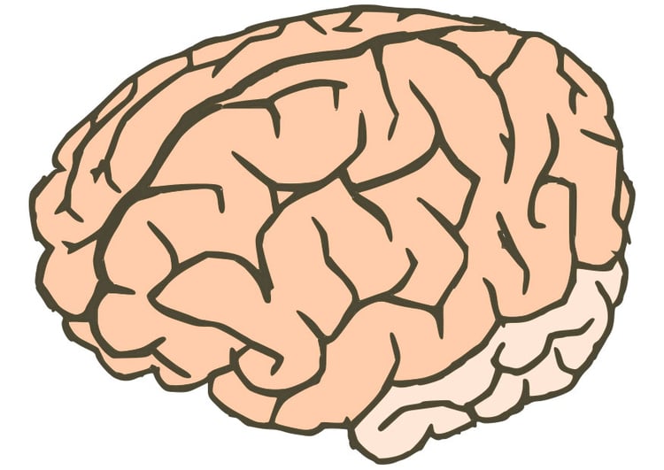 immagine cervello